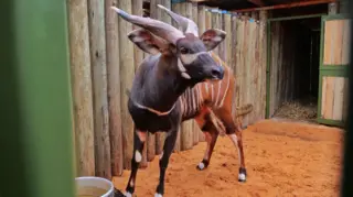 Kenya welcomes four critically endangered mountain bongos from Prague zoo