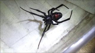 Black widow spider found in truck in County Durham - BBC News
