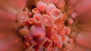 Close up of jewel anemones