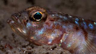Up close with a painted goby