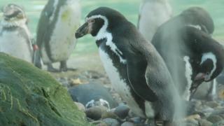 Penguins standing in the water misters at London Zoo’s Penguin Beach exhibit while they moult