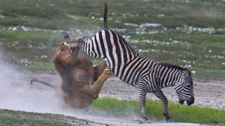 Lion trys to attack a zebra