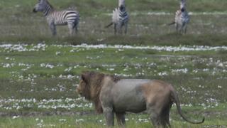 Lion trys to attack a zebra