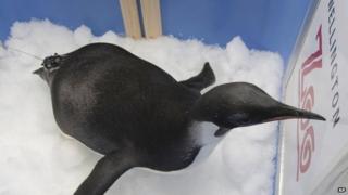 Happy Feet on his bed of ice at Wellington Zoo