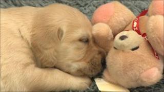 New Guide Dogs breeding centre to produce 1,500 puppies - BBC News