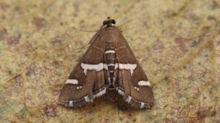 The Spoladea Recurvlis moth