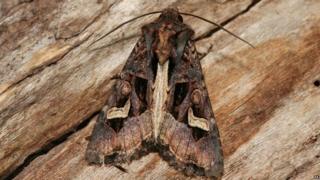 The Flame Brocade moth