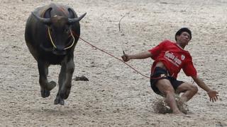 Jockey falling off the back of a buffalo