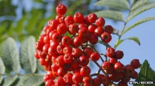 close up of rowan berries