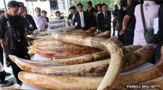 Ivory tusks on sale