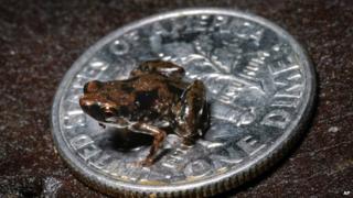 Tiny frog on a small US dime coin