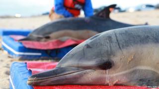 Dolphins washed up off the coast of Cape Cod