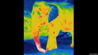 Thermal image of Asian elephant at night