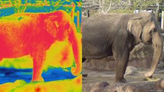 Thermal image of an Asian elephant and a photograph