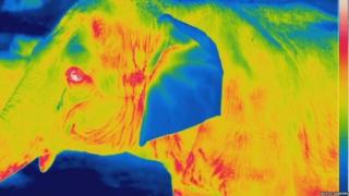 Close up thermal image of Asian elephant at night