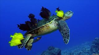 Fish eating algae and parasites off a green turtle
