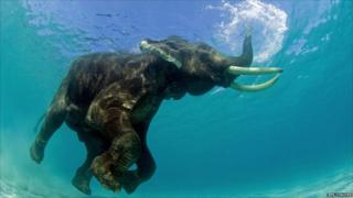 Elephant snorkelling in water