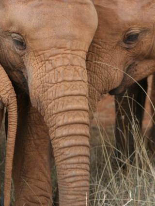 Young African elephants
