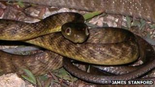 Battling the brown tree snake in Guam - BBC News