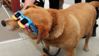 A dog wears special glasses to view a solar eclipse at Koriyama city in Fukushima prefecture.