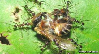 Big-headed ants carrying a stingless bee (c) Tomer Czaczkes
