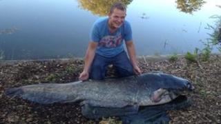 10-stone Catfish Caught By Essex Chef - Bbc News