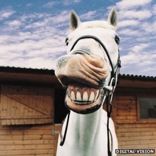 Horse dentistry industry set for overhaul - BBC News