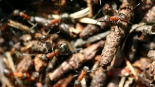 Woods ants like these will be tagged