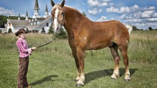 Largest horse in the world poses for the camera with owner in the USA