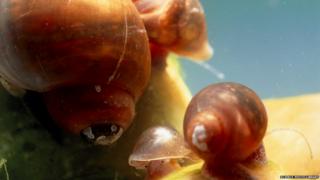 Close-up of a three water snails.