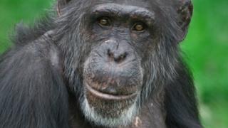 Monkey leaders and followers have 'specialised brains' - BBC News