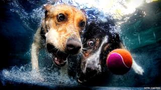 Two dogs swimming