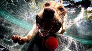 Dog underwater