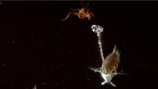 Archer fish capturing its insect prey