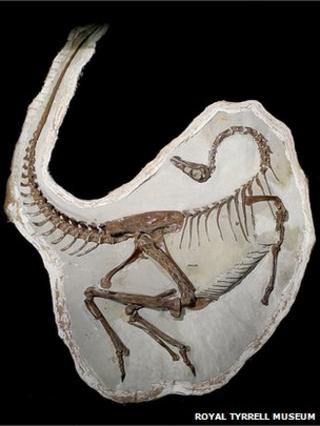 Ornithomimid dinosaur fossil