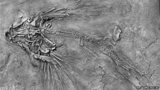 Potanichthys xingyiensis fossil