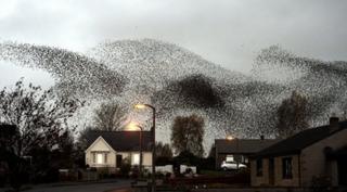 Starlings flocking in the sky.