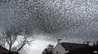 Starlings flocking in the sky.