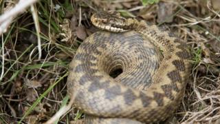 The adder is Britain's only venomous snake found in the wild