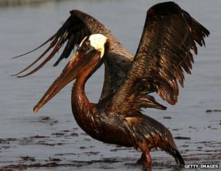 Pelican bird covered in oil