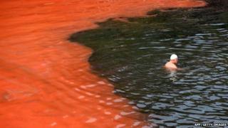 Red algae bloom at beach in Australia
