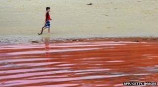 Red algae bloom at beach in Australia