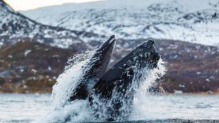 Humpback whale emerges from the water with its mouth open