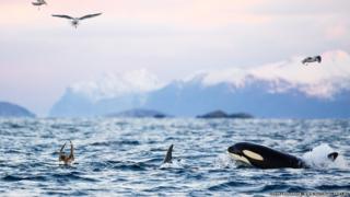 Killer whales emerge from water