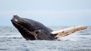 Humpback whale close-up image