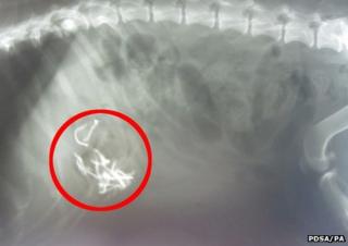 X-ray of Charlie the dog