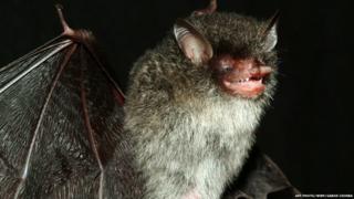 Beelzebub's tube-nosed bat