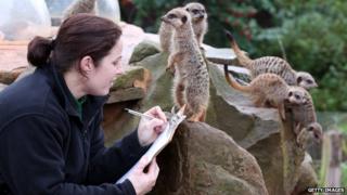 A zoo keeper helps count some of the meerkats as part of the annual stock take at Bristol Zoo