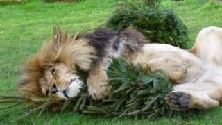 Zuri the lion playing with Christmas tree