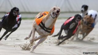 Is the end nigh for dog racing? - BBC News